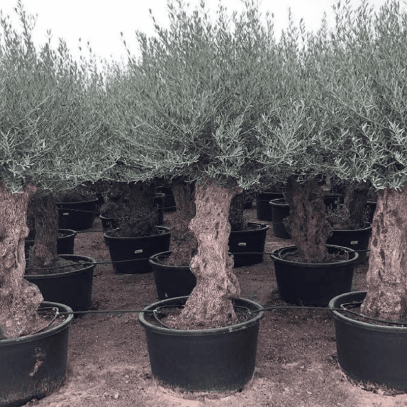 Olivier Europaea Tronc de 80/100 cm de Diamètre Pot 285 litres