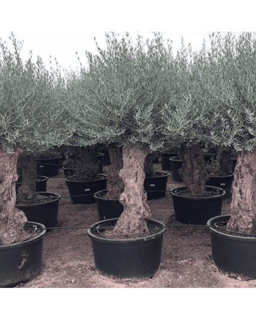 Olivier Europaea Tronc de 80/100 cm de Diamètre Pot 285 litres