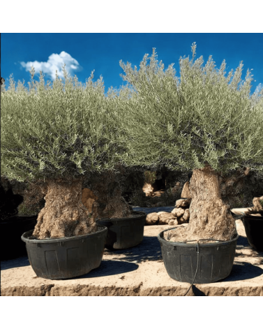 Olivier Europaea Tronc de 120/160 cm de Diamètre Pot 500 litres