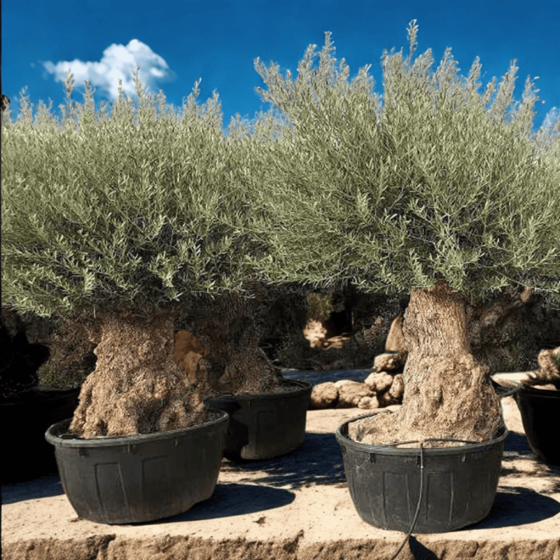 Olivier Europaea Tronc de 120/160 cm de Diamètre Pot 500 litres