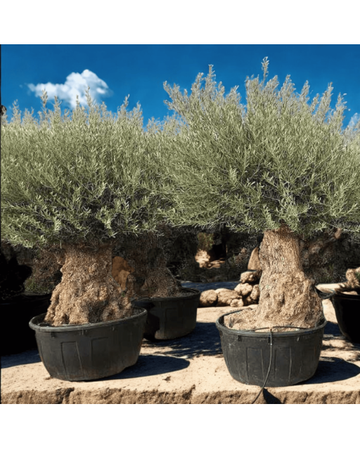 Olivier Europaea Tronc de 120/160 cm de Diamètre Pot 500 litres