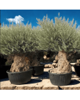 Olivier Europaea Tronc de 120/160 cm de Diamètre Pot 500 litres