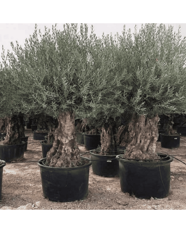 Olivier Europaea Tronc de 100/120 cm de Diamètre Pot 500 litres