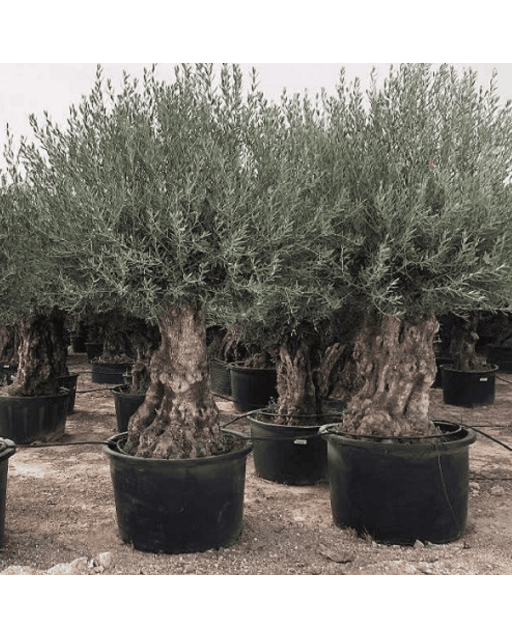 Olivier Europaea Tronc de 100/120 cm de Diamètre Pot 500 litres