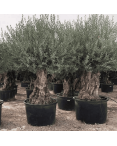 Olivier Europaea Tronc de 100/120 cm de Diamètre Pot 500 litres
