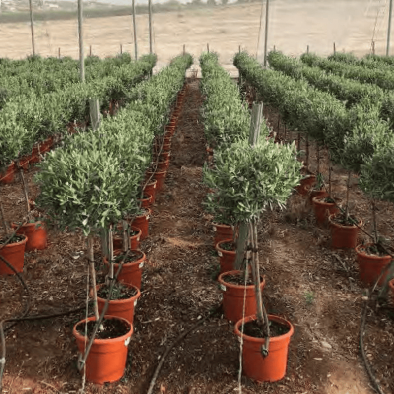 Olivier Europaea sur Tige Pot 10 litres