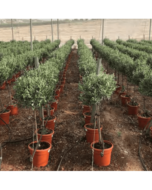 Olivier Europaea sur Tige Pot 10 litres