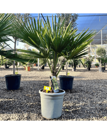 Palmier Trachycarpus Fortunei Tronc de 15/20 cm, H.100 cm