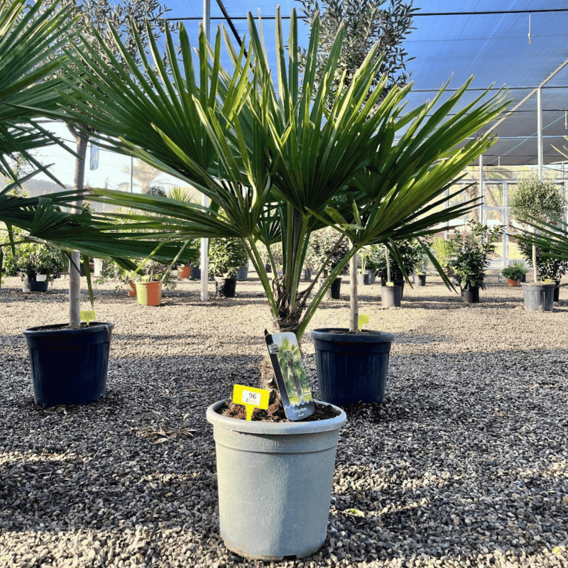 Palmier Trachycarpus Fortunei Tronc de 15/20 cm, H.100 cm