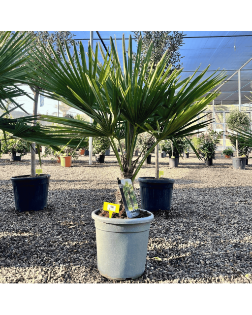 Palmier Trachycarpus Fortunei Tronc de 15/20 cm, H.100 cm