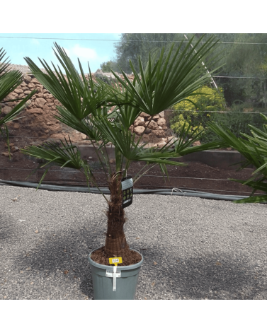 Palmier Trachycarpus Fortunei Tronc de 30/40 cm, H.140 cm