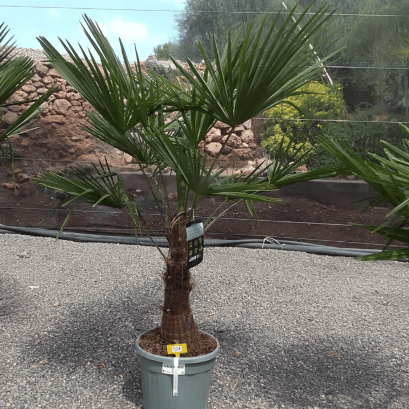 Palmier Trachycarpus Fortunei Tronc de 30/40 cm, H.140 cm