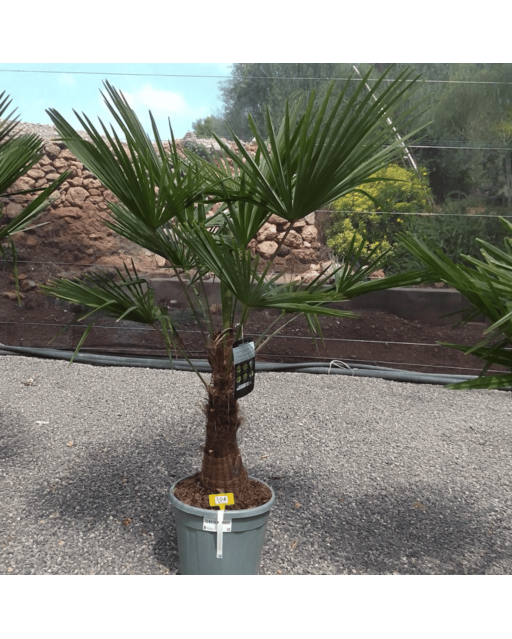 Palmier Trachycarpus Fortunei Tronc de 30/40 cm, H.140 cm