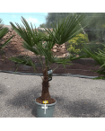 Palmier Trachycarpus Fortunei Tronc de 30/40 cm, H.140 cm