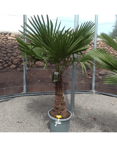 Palmier Trachycarpus Fortunei Tronc de 50/60 cm, H.180 cm