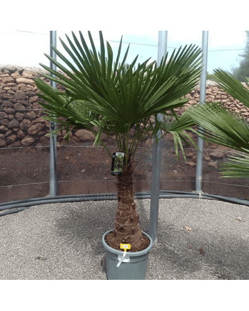 Palmier Trachycarpus Fortunei Tronc de 50/60 cm, H.180 cm