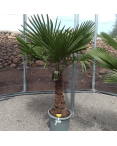 Palmier Trachycarpus Fortunei Tronc de 50/60 cm, H.180 cm