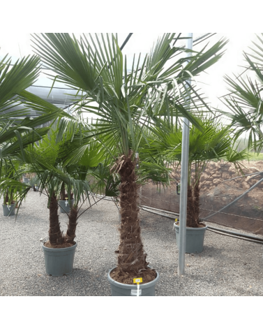 Palmier Trachycarpus Fortunei Tronc de 80/100 cm, H.220 cm