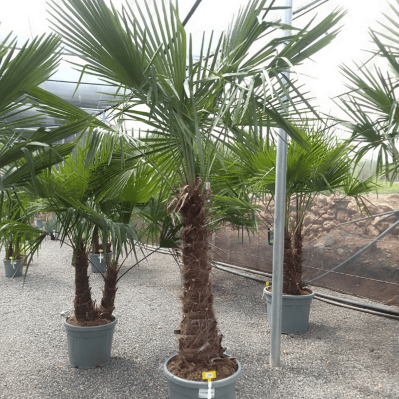 Palmier Trachycarpus Fortunei Tronc de 80/100 cm, H.220 cm