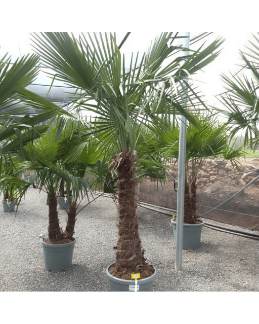 Palmier Trachycarpus Fortunei Tronc de 80/100 cm, H.220 cm