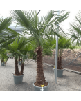 Palmier Trachycarpus Fortunei Tronc de 80/100 cm, H.220 cm