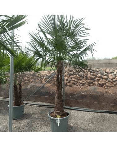 Palmier Trachycarpus Fortunei Tronc de 100/120 cm, H.240 cm