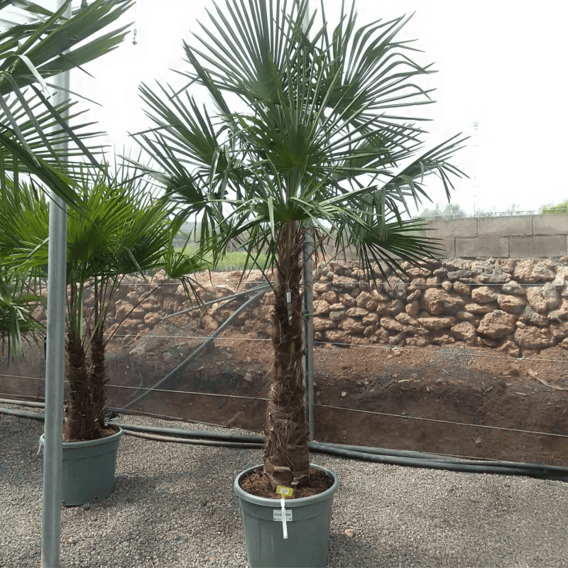 Palmier Trachycarpus Fortunei Tronc de 100/120 cm, H.240 cm