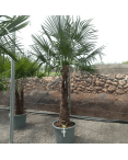 Palmier Trachycarpus Fortunei Tronc de 100/120 cm, H.240 cm