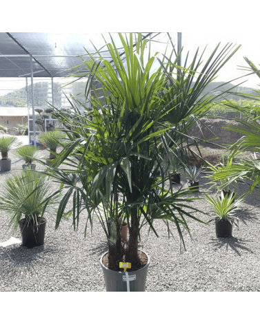 Palmier Trachycarpus Fortunei Multi Troncs de 120/140 cm, H.140 cm
