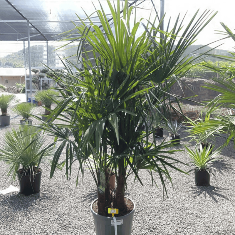 Palmier Trachycarpus Fortunei Multi Troncs, H.140 cm