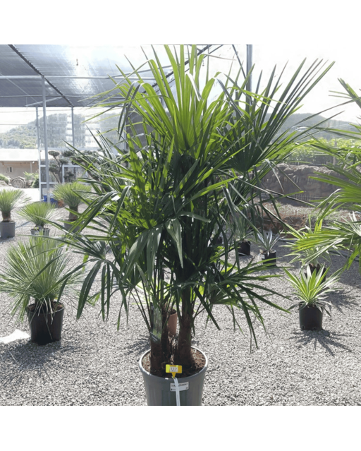 Palmier Trachycarpus Fortunei Multi Troncs de 120/140 cm, H.140 cm