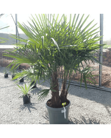 Palmier Trachycarpus Fortunei Multi Troncs, H.180 cm