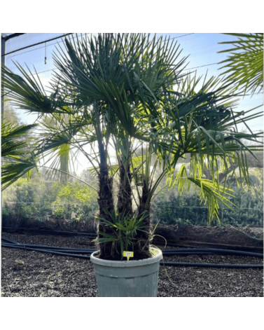 Palmier Trachycarpus Fortunei Multi Troncs, H.250 cm