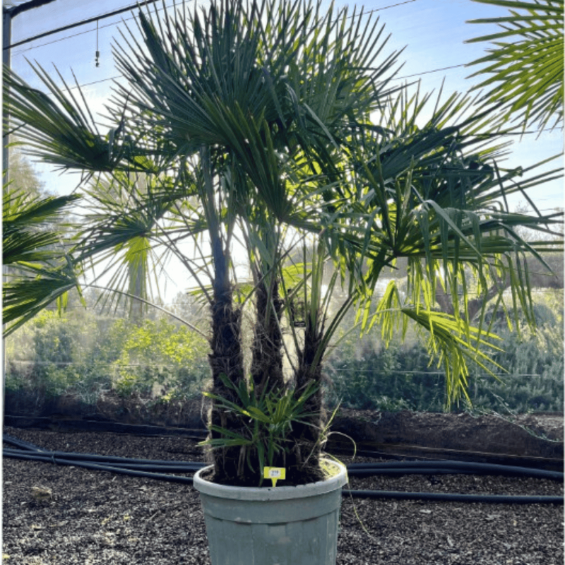 Palmier Trachycarpus Fortunei Multi Troncs, H.250 cm
