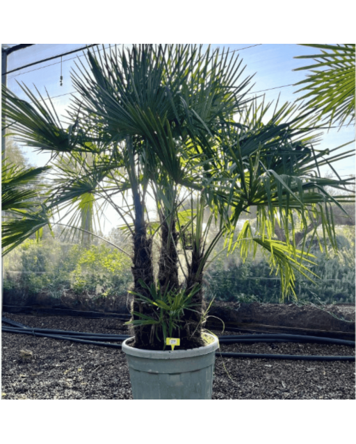Palmier Trachycarpus Fortunei Multi Troncs, H.250 cm