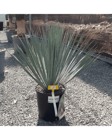 Yucca Rostrata H.60 cm