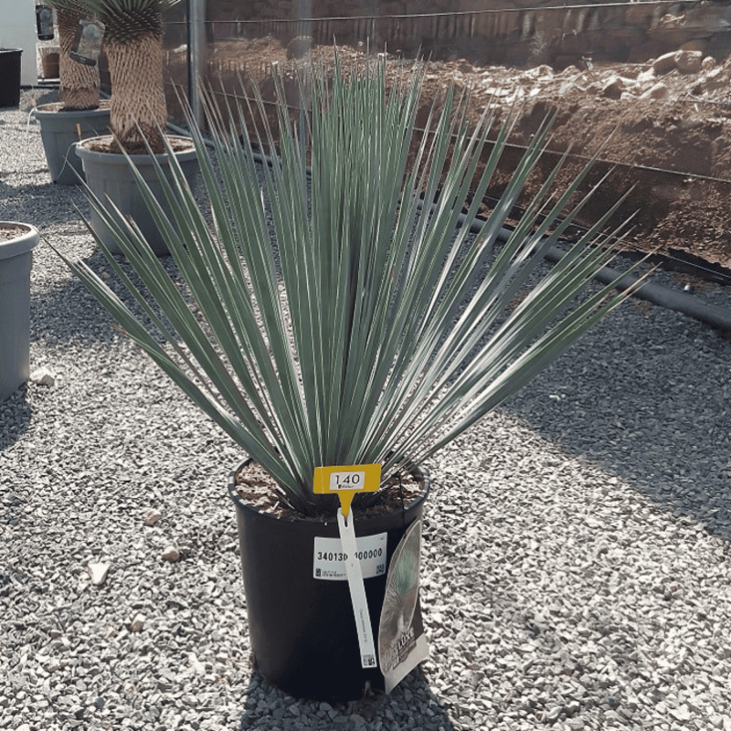 Yucca Rostrata H.60 cm