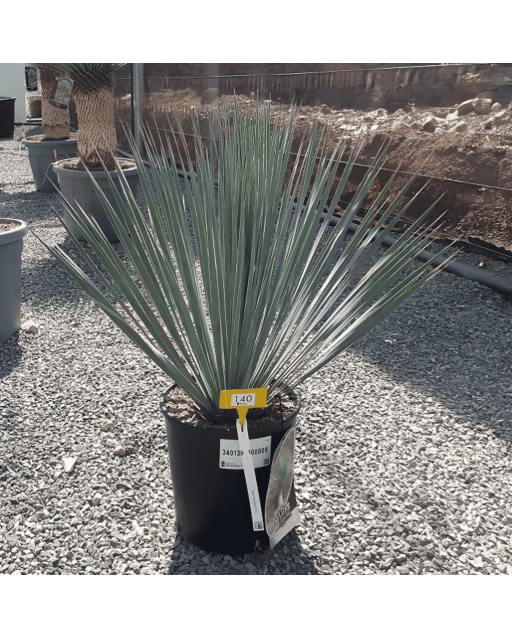 Yucca Rostrata H.60 cm