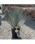 Yucca Rostrata H.60 cm