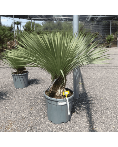 Yucca Rostrata H.110 cm