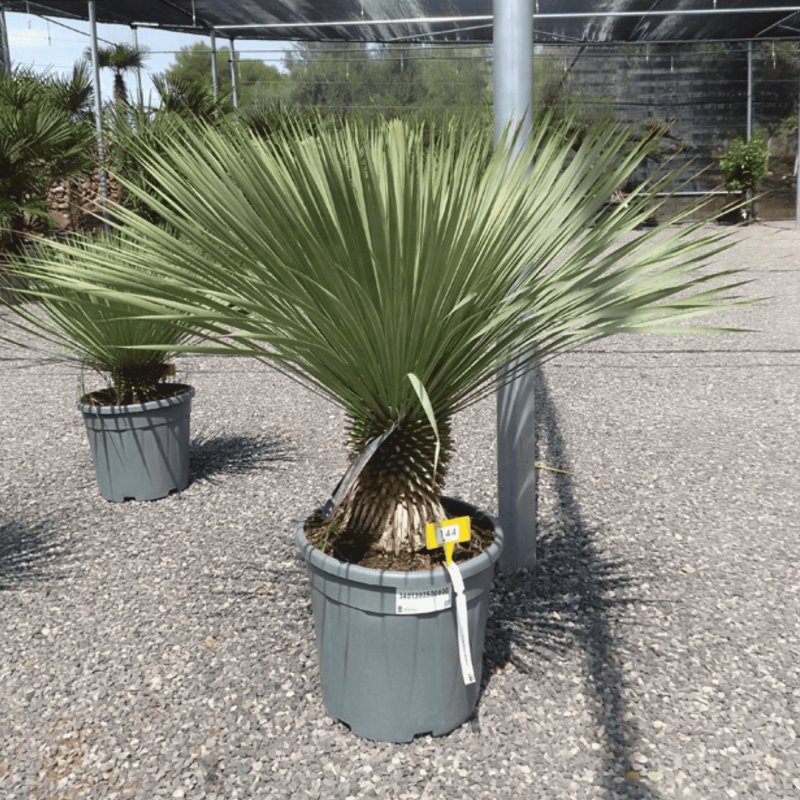 Yucca Rostrata H.110 cm