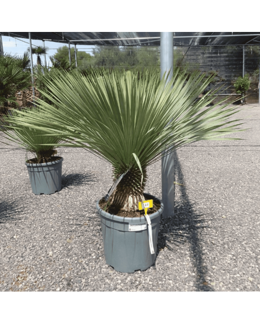 Yucca Rostrata H.110 cm