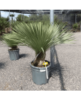 Yucca Rostrata H.110 cm