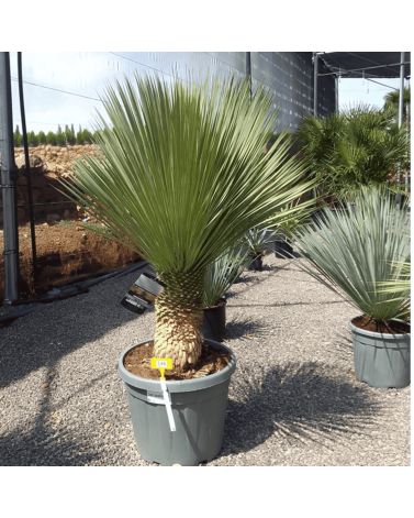 Yucca Rostrata H.140 cm