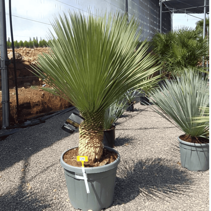 Yucca Rostrata H.140 cm
