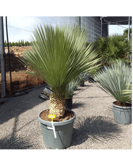 Yucca Rostrata H.140 cm