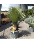 Yucca Rostrata H.140 cm