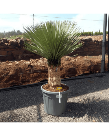 Yucca Rostrata H.150 cm