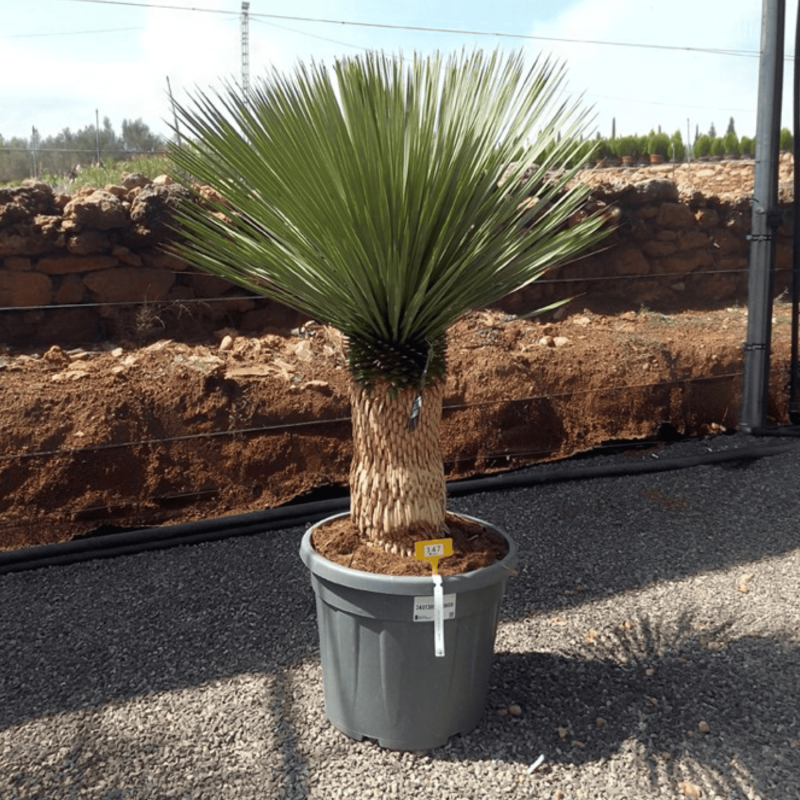 Yucca Rostrata H.150 cm