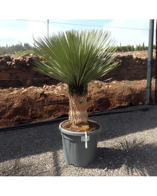 Yucca Rostrata H.150 cm